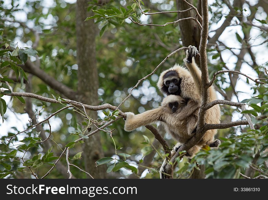 White Gibbon and baby on tree