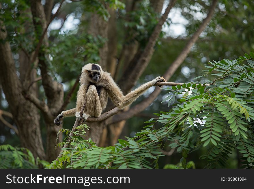 White Gibbon on a tree