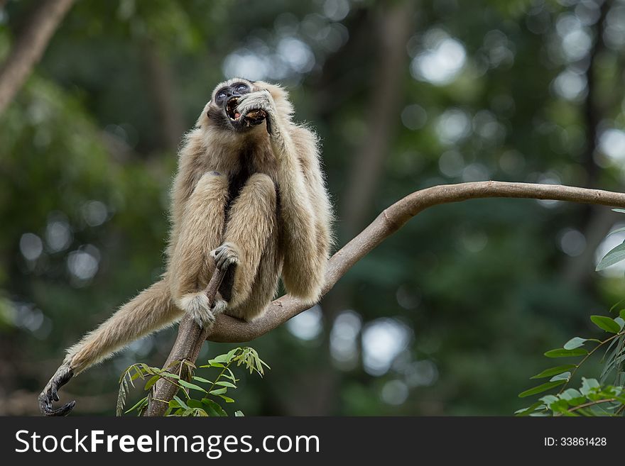 White Gibbon on a tree