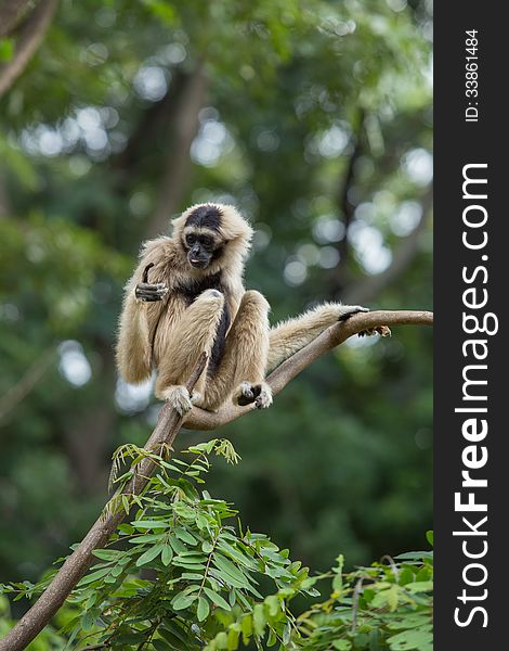 White Gibbon on a tree