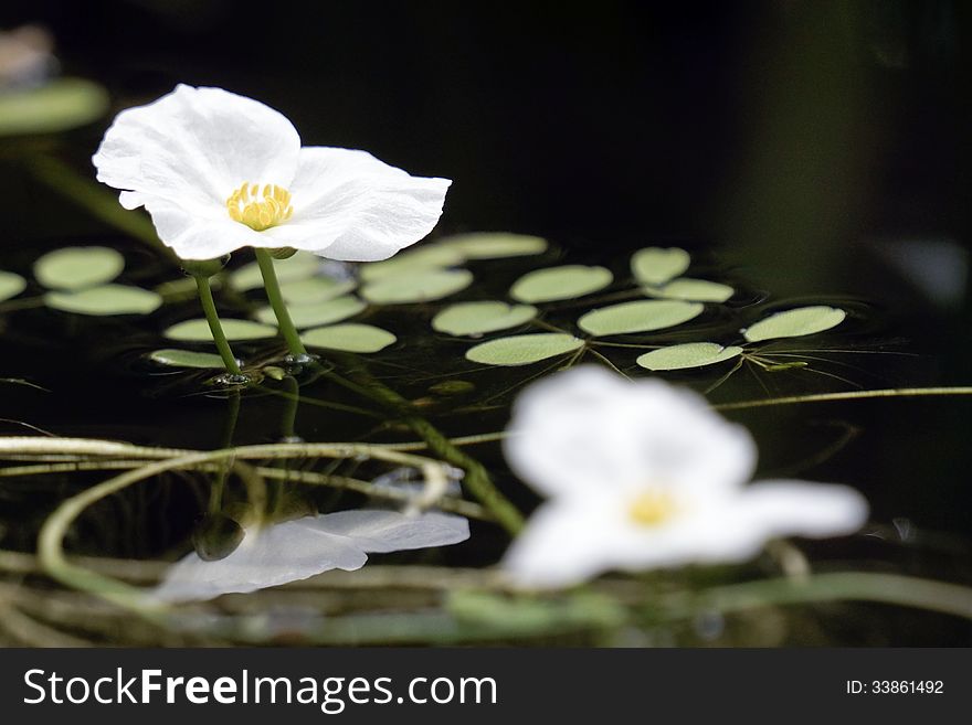 Small white flowers of a water plant
