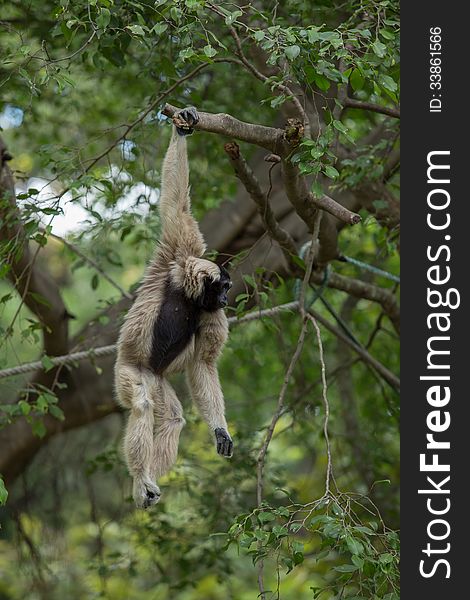 White Gibbon on a tree