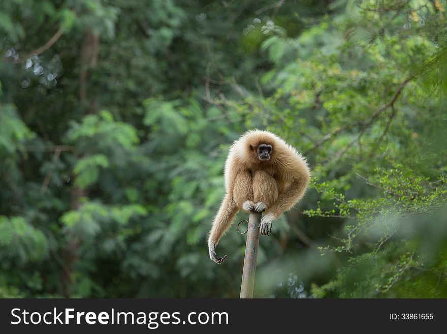 White Gibbon on a tree