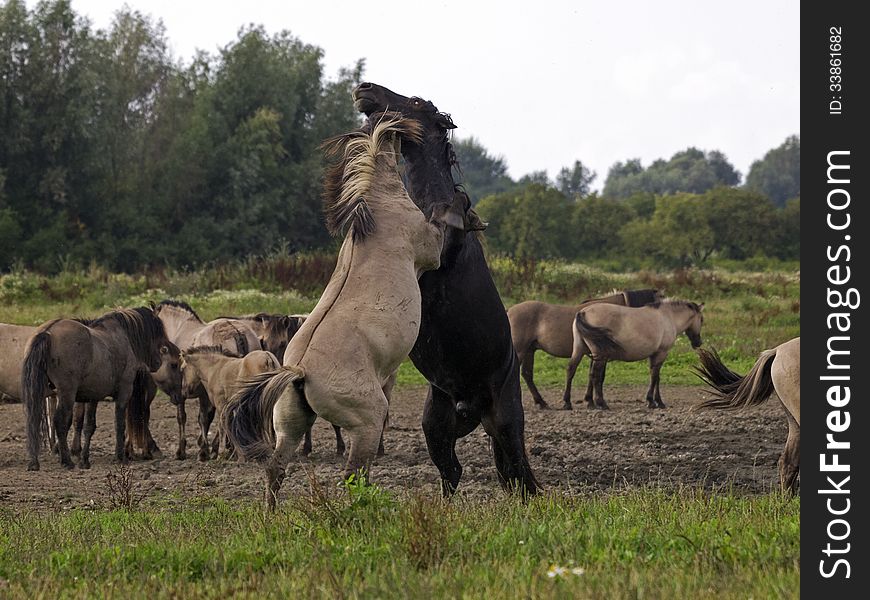 A group of konik horses in the wild with their stallions fighting