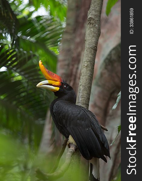 A rhinocerous hornbill native to Borneo in profile