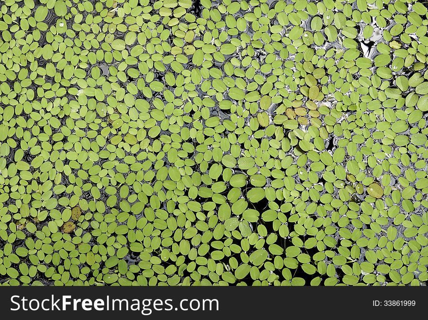 Background Of Lilly Leaves