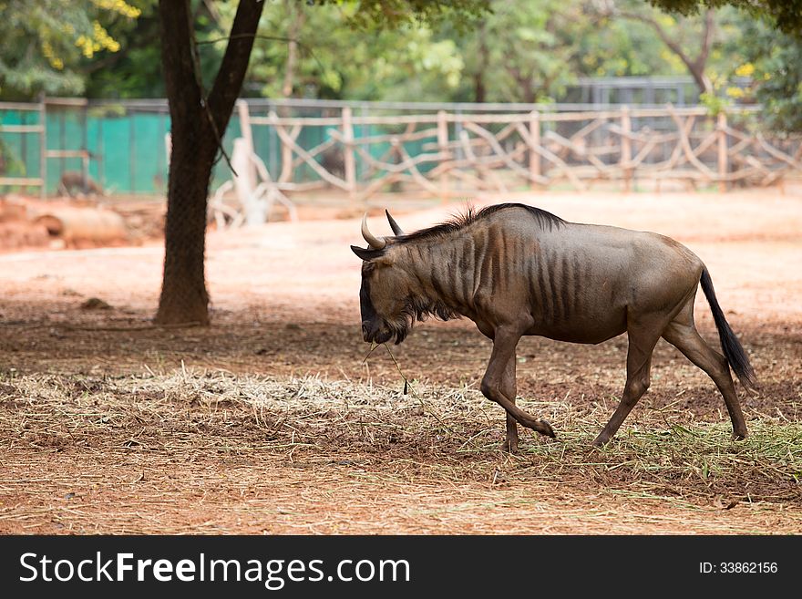 A young wildebeest in zoo