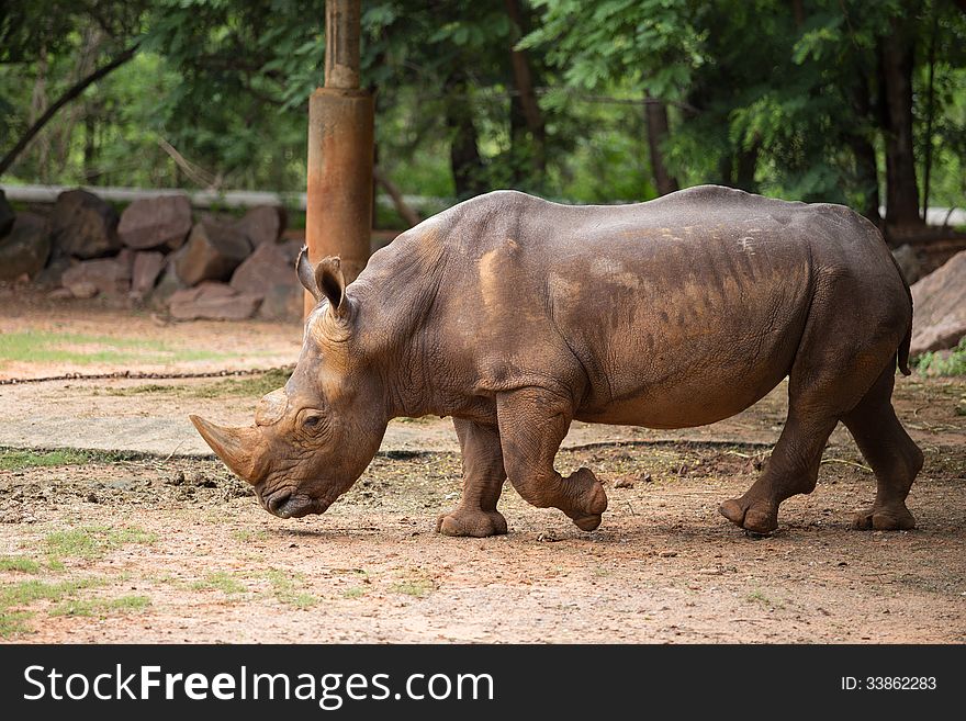 Big White Rhino in zoo