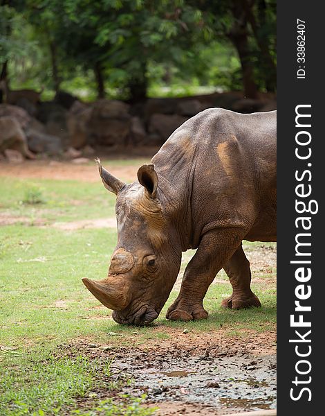 Big White Rhino in zoo