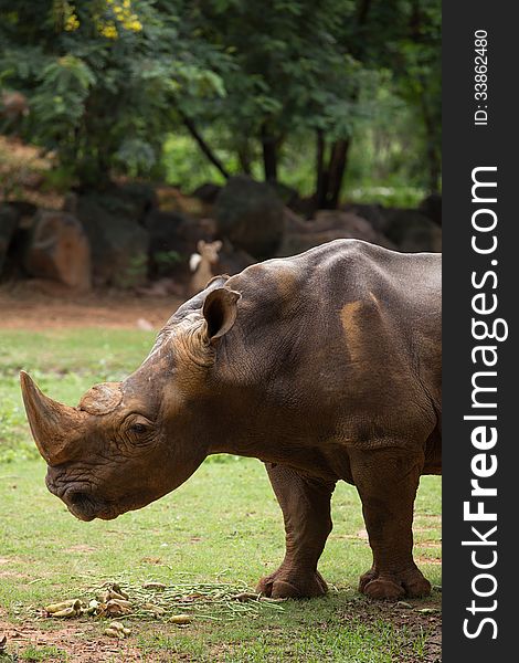 Big White Rhino in zoo