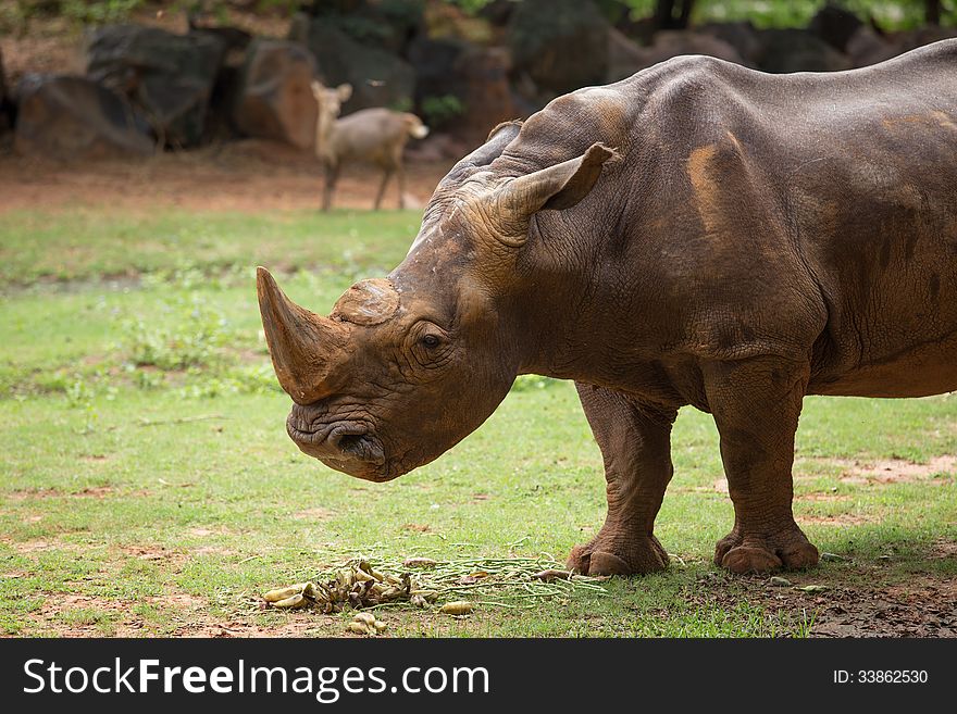 Big White Rhino in zoo