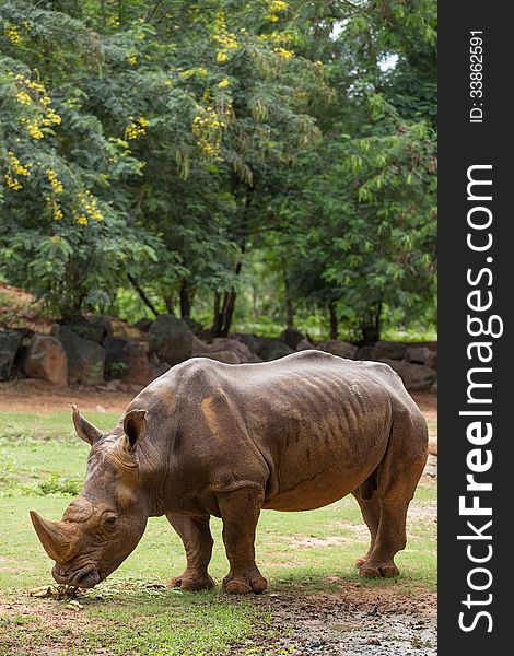 Big White Rhino in zoo