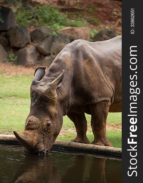 Big White Rhino drinking water