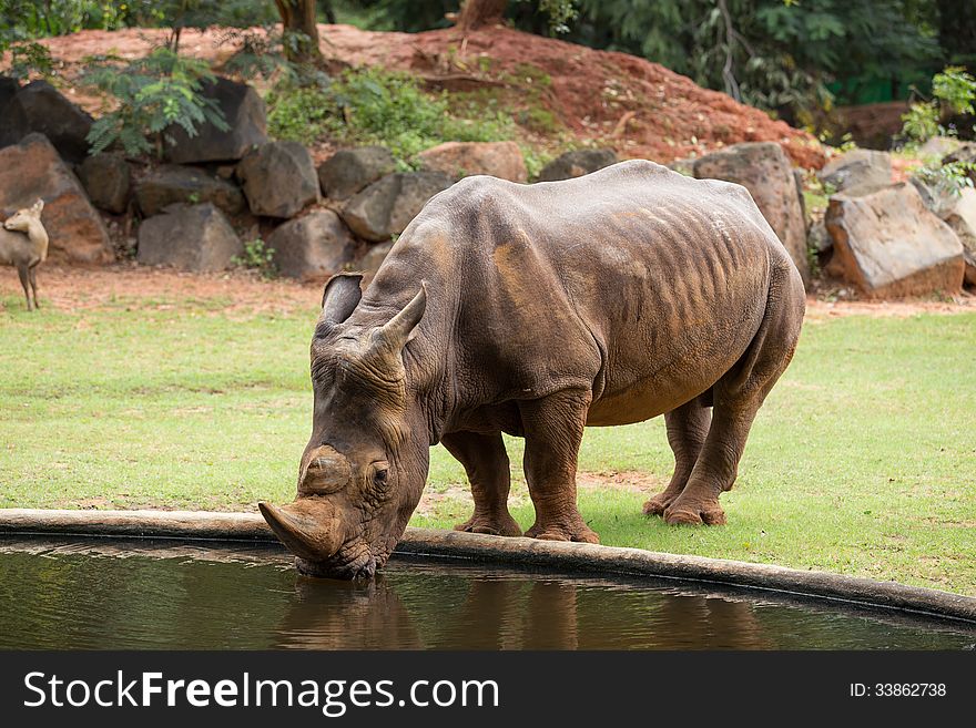 Big White Rhino drinking water