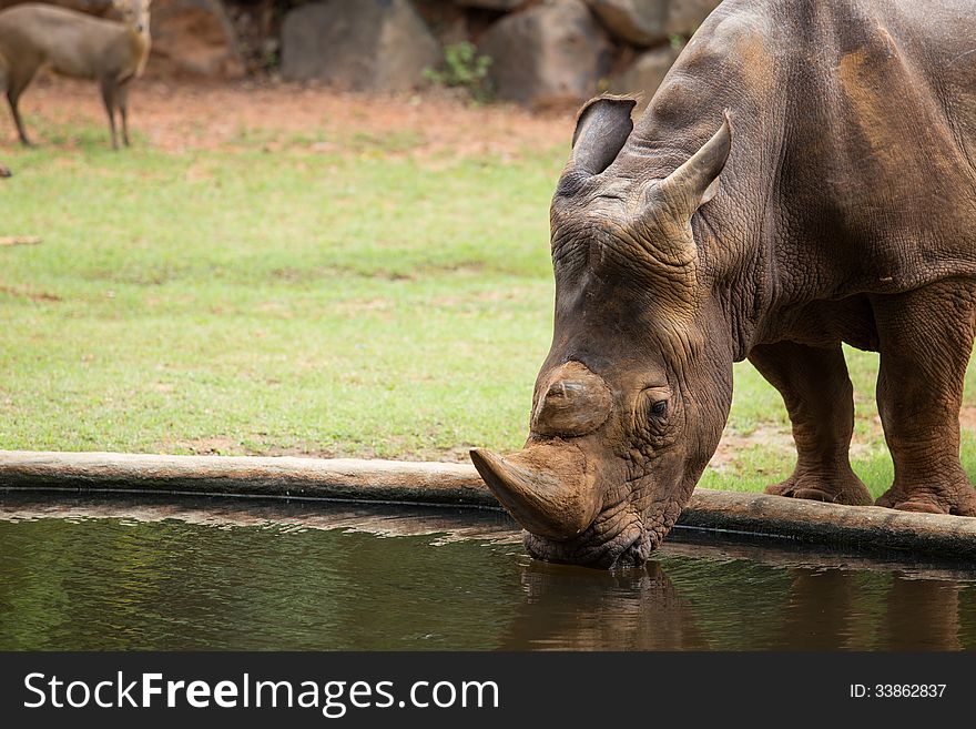 Big White Rhino drinking water