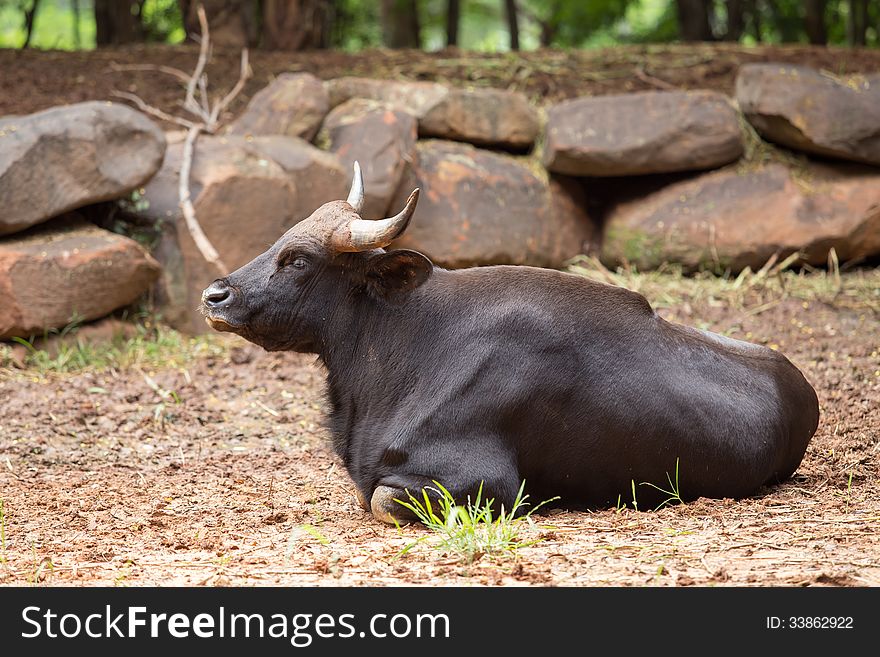 Young bull sit in zoo