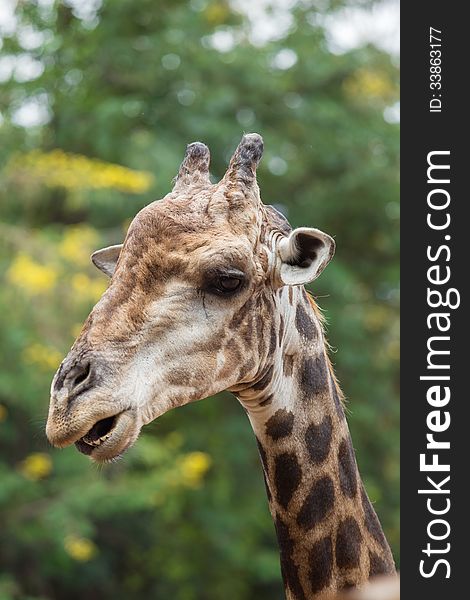Close-up Giraffe in zoo