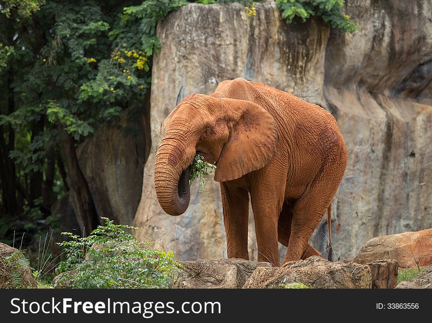 Elephant african, animal, big, big-five