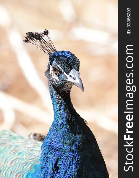 Peacock