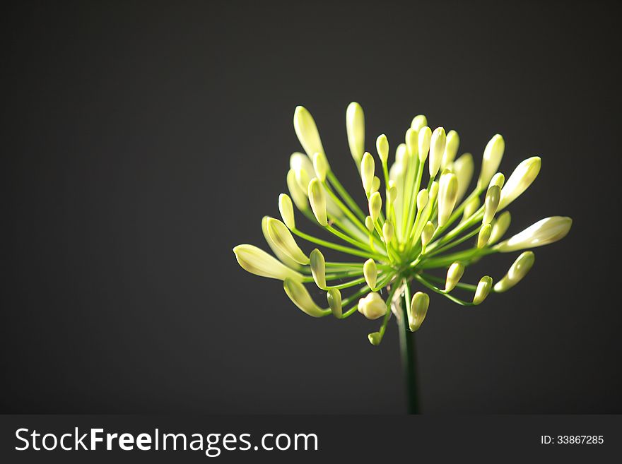 A single Agapanthus flower on a dark background with the sun illuminating the petals.