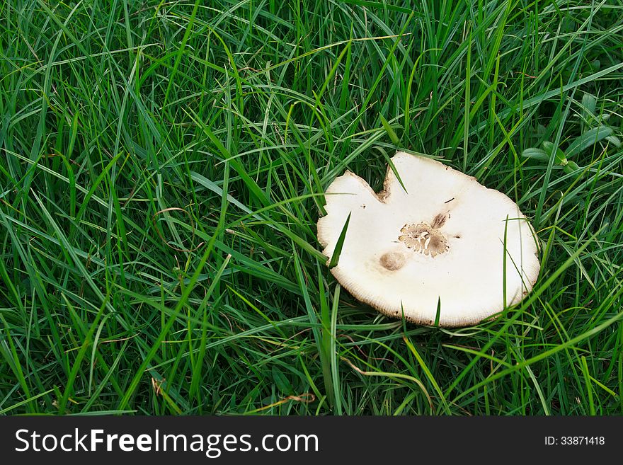 Big mushrooms on the grass. Big mushrooms on the grass