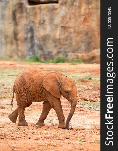 Baby Elephant african, animal, big, big-five