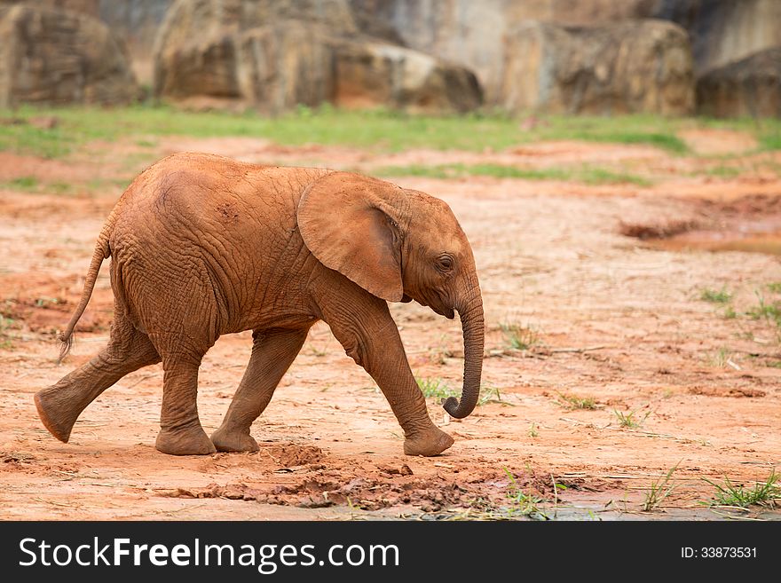 Baby Elephant african, animal, big, big-five