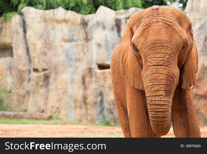 Elephant african, animal, big, big-five