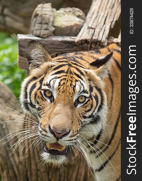 Close up of a bengal tiger. Close up of a bengal tiger