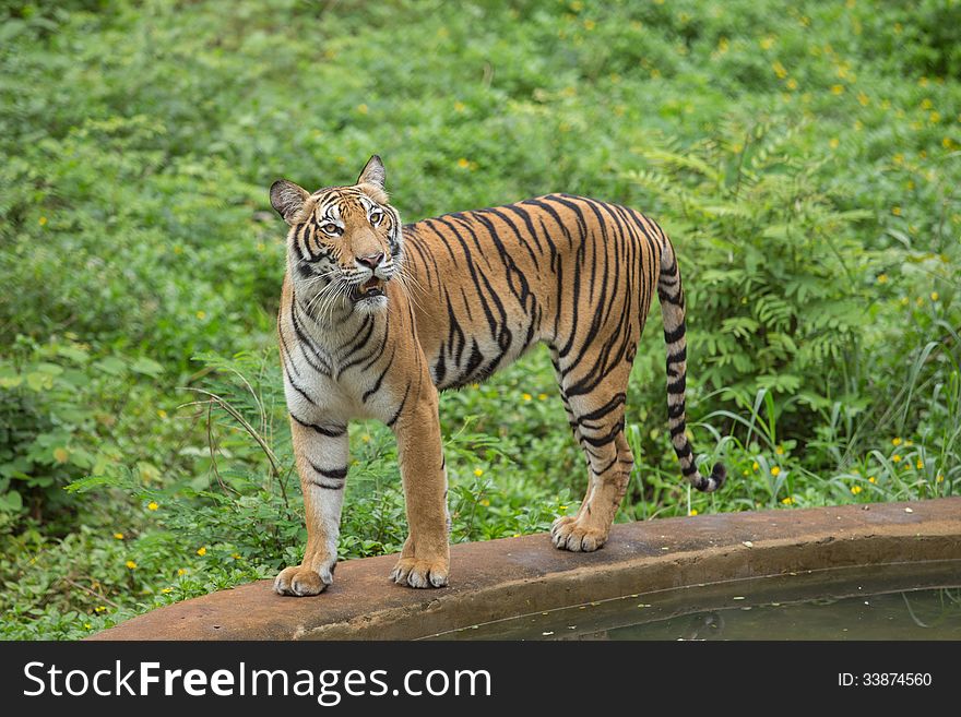 Bengal tiger look around the zoo
