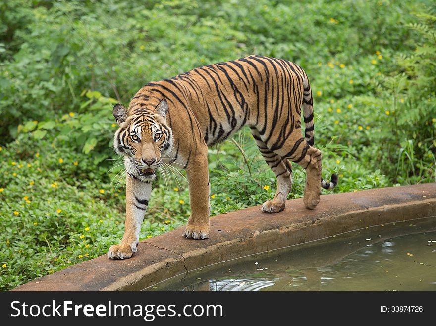 Bengal tiger look around the zoo