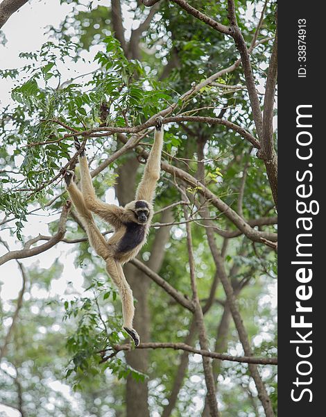 White Gibbon