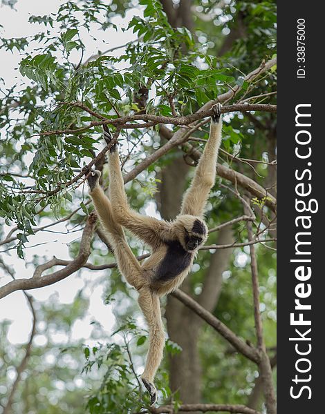 White Cheeked Gibbon or Lar Gibbon. White Cheeked Gibbon or Lar Gibbon