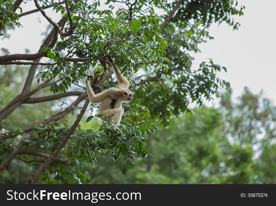 White Cheeked Gibbon or Lar Gibbon. White Cheeked Gibbon or Lar Gibbon