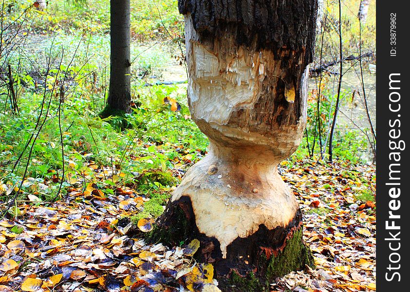 Beaver tree in autumn forest. Beaver tree in autumn forest