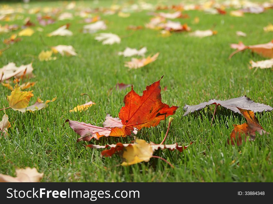 Autumn leaves of different colors on the grass. Autumn leaves of different colors on the grass