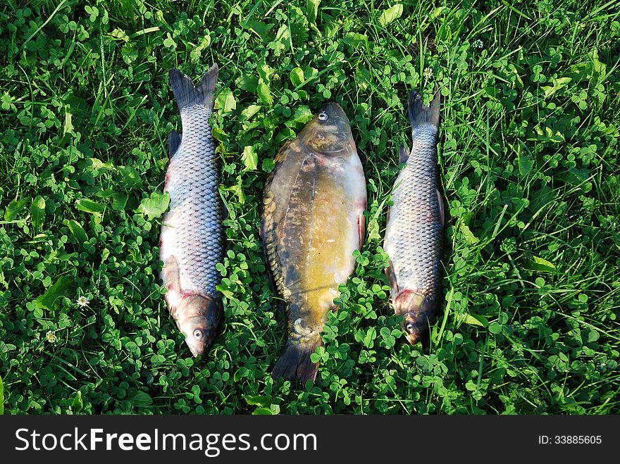 Freshly caught three fishes lying on a green grass. Freshly caught three fishes lying on a green grass