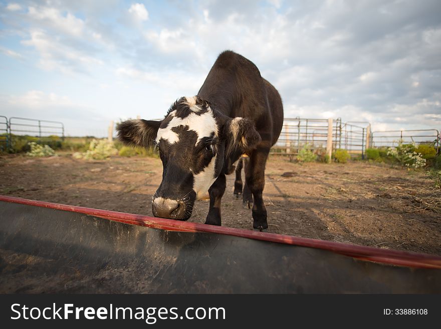 A black Angus steer in front of an empty feedbunk. A black Angus steer in front of an empty feedbunk