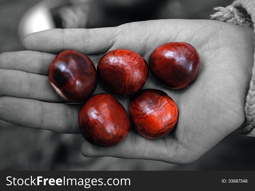 Little palm with chestnuts