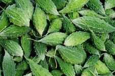 Momordica Charantia Linn Royalty Free Stock Image