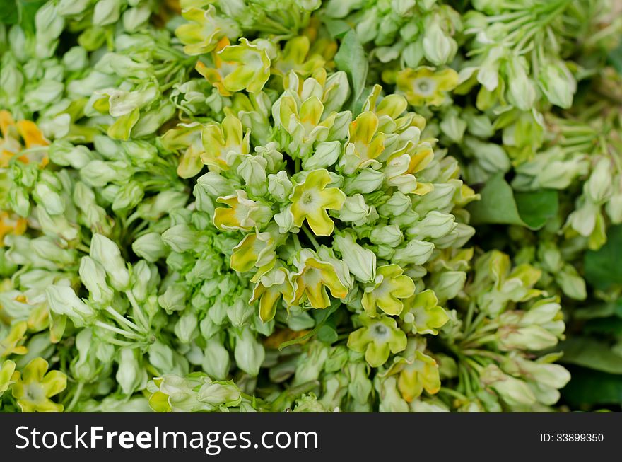 Cowslip creeper (Telosma minor Craib) in local market, Thailand. Cowslip creeper (Telosma minor Craib) in local market, Thailand