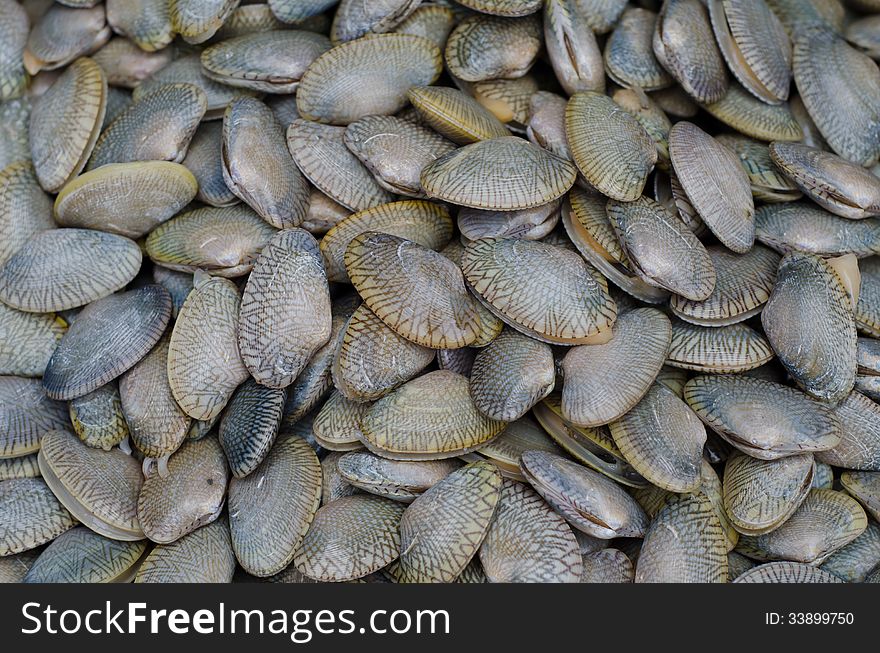 Clams are used to be cooked as popular sea food . Clams are used to be cooked as popular sea food .