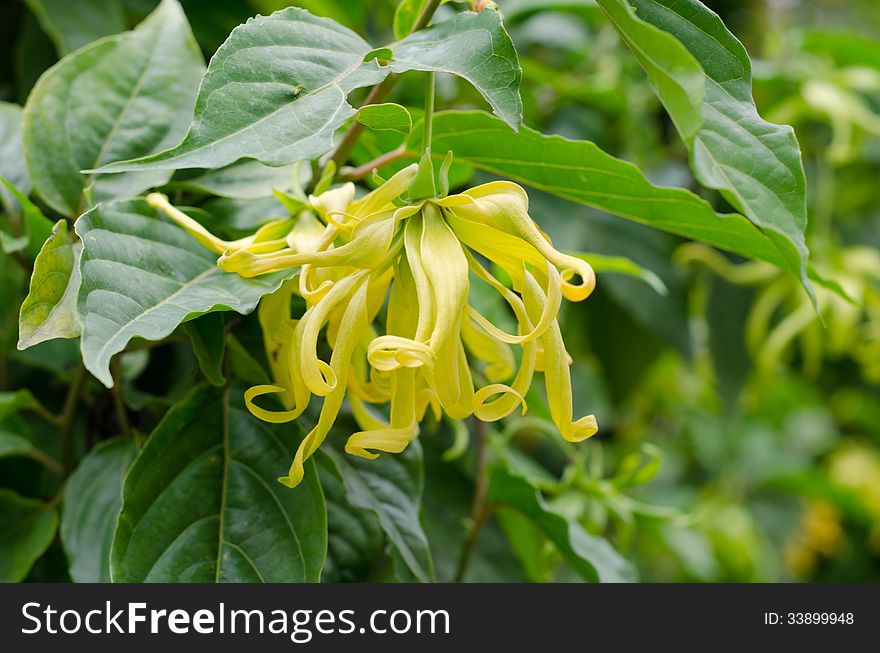 Perfume Tree (Ylang-Ylang Flower)