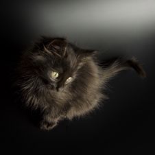 Black Kitten Stock Image