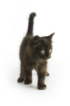 Black Kitten Stock Photo