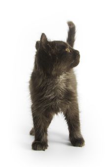 Black Kitten Stock Photography