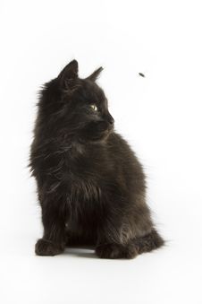 Black Kitten Royalty Free Stock Photos