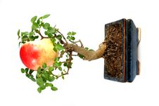 Big Apple On Small Tree Royalty Free Stock Image