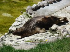 Atlantic Grey Seal Royalty Free Stock Photos Atlantic Grey Seal Royalty Free Stock Photos