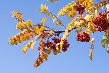 Rowan On Blue Sky 1 Stock Images Rowan On Blue Sky 1 Stock Images